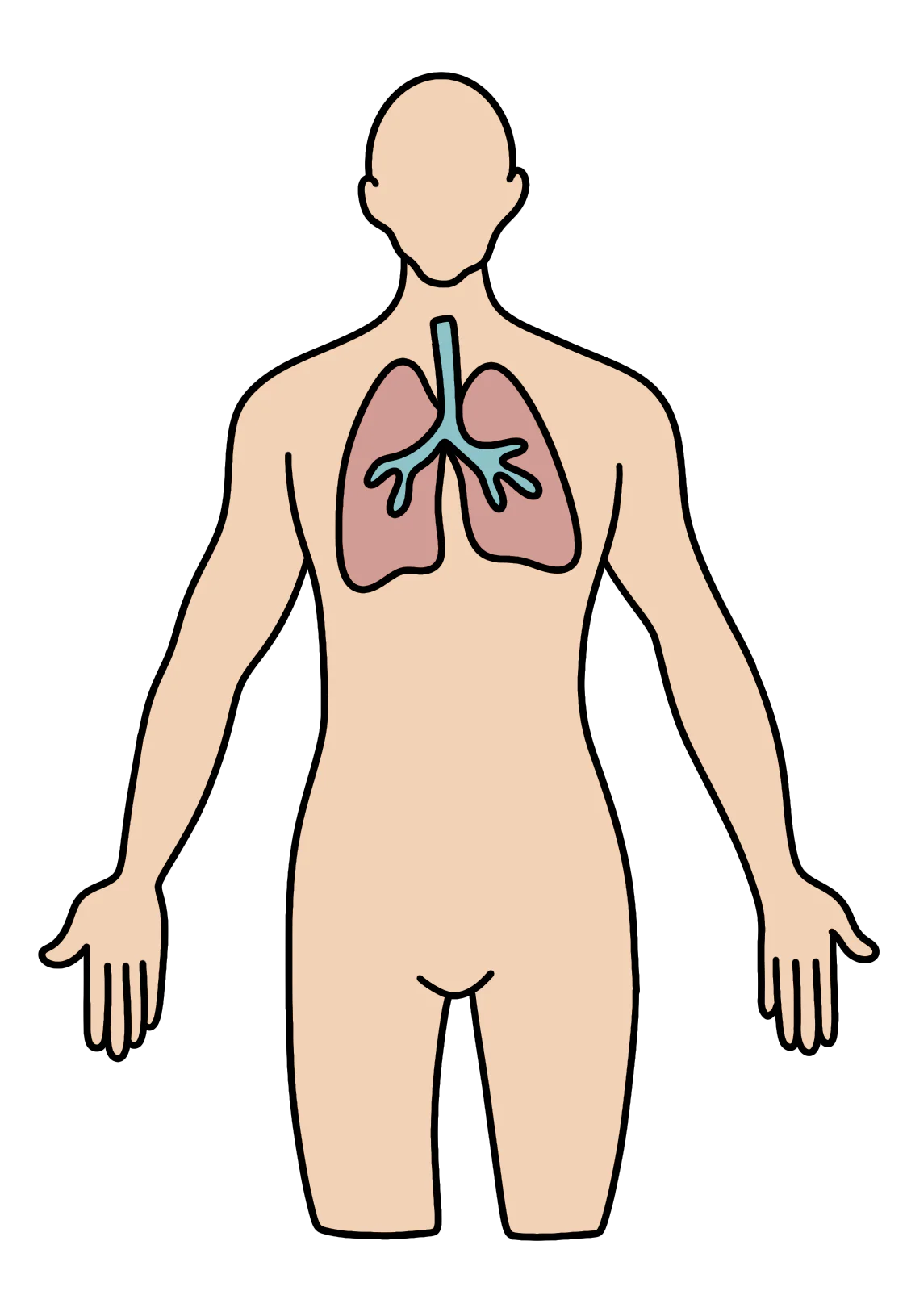 10 Body Systems