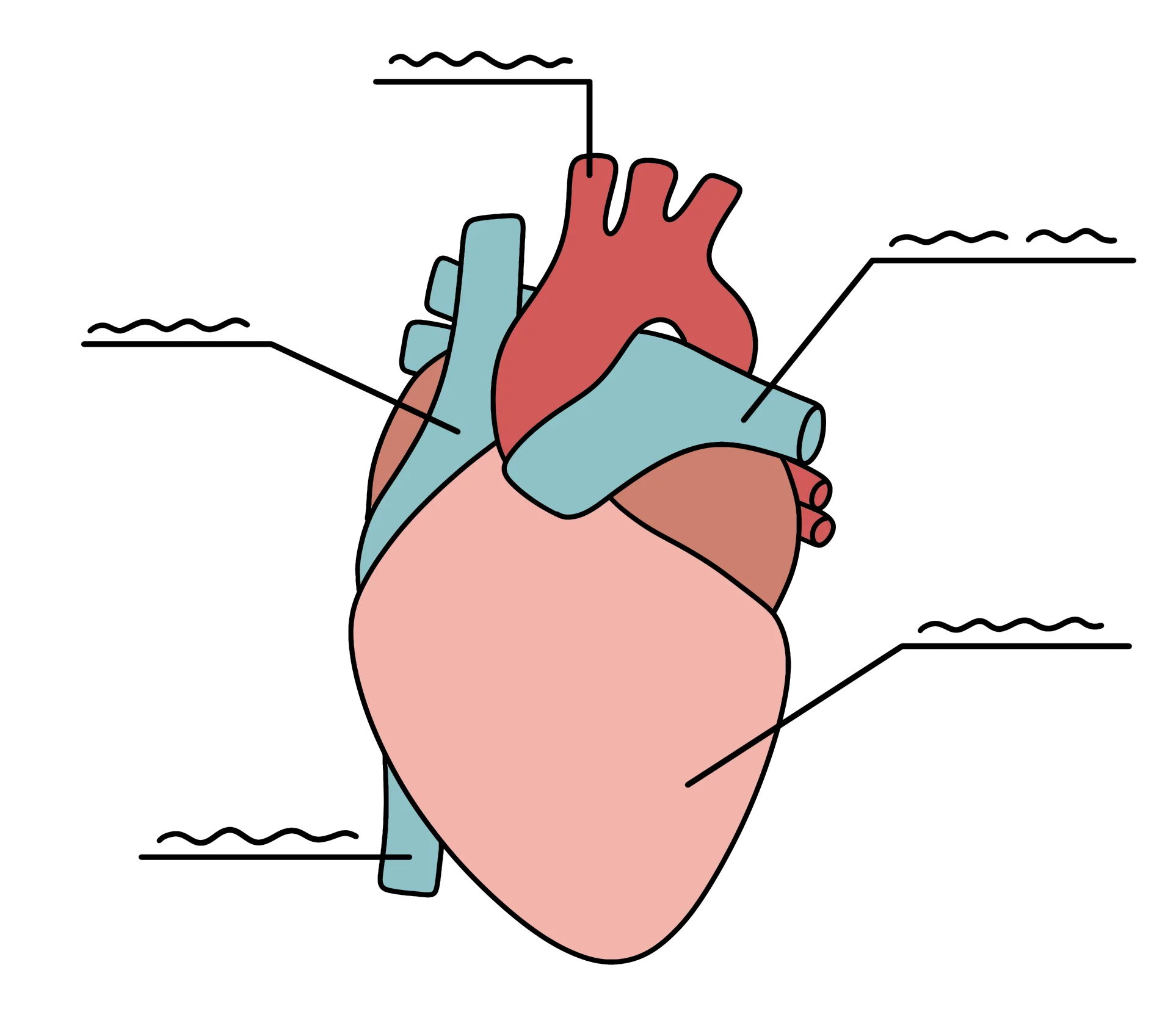 Anatomical Locations