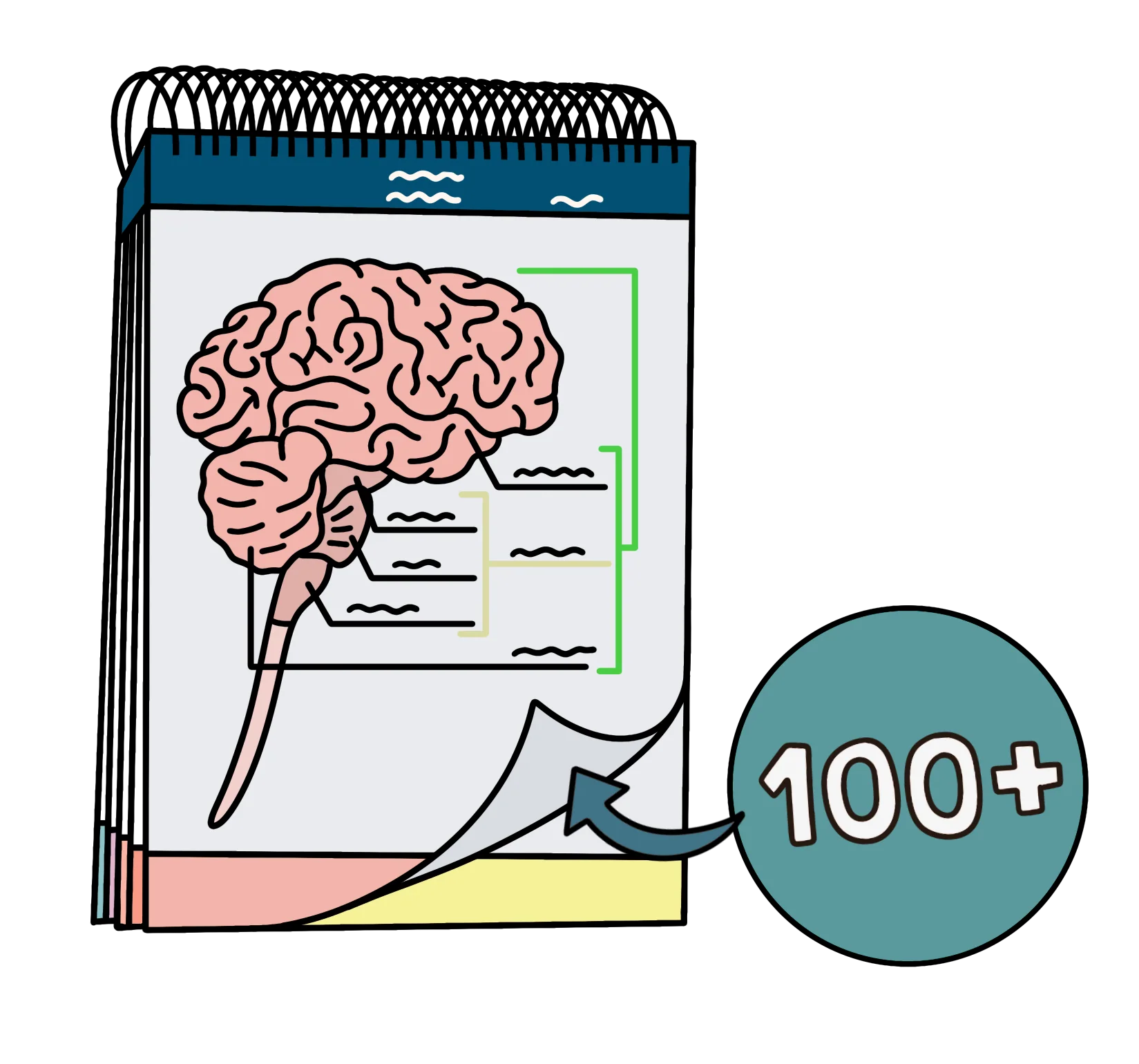 100+ Anatomy Illustrations