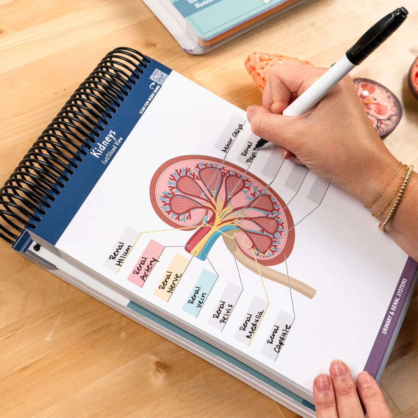 Anatomy Label Lab Workbook™