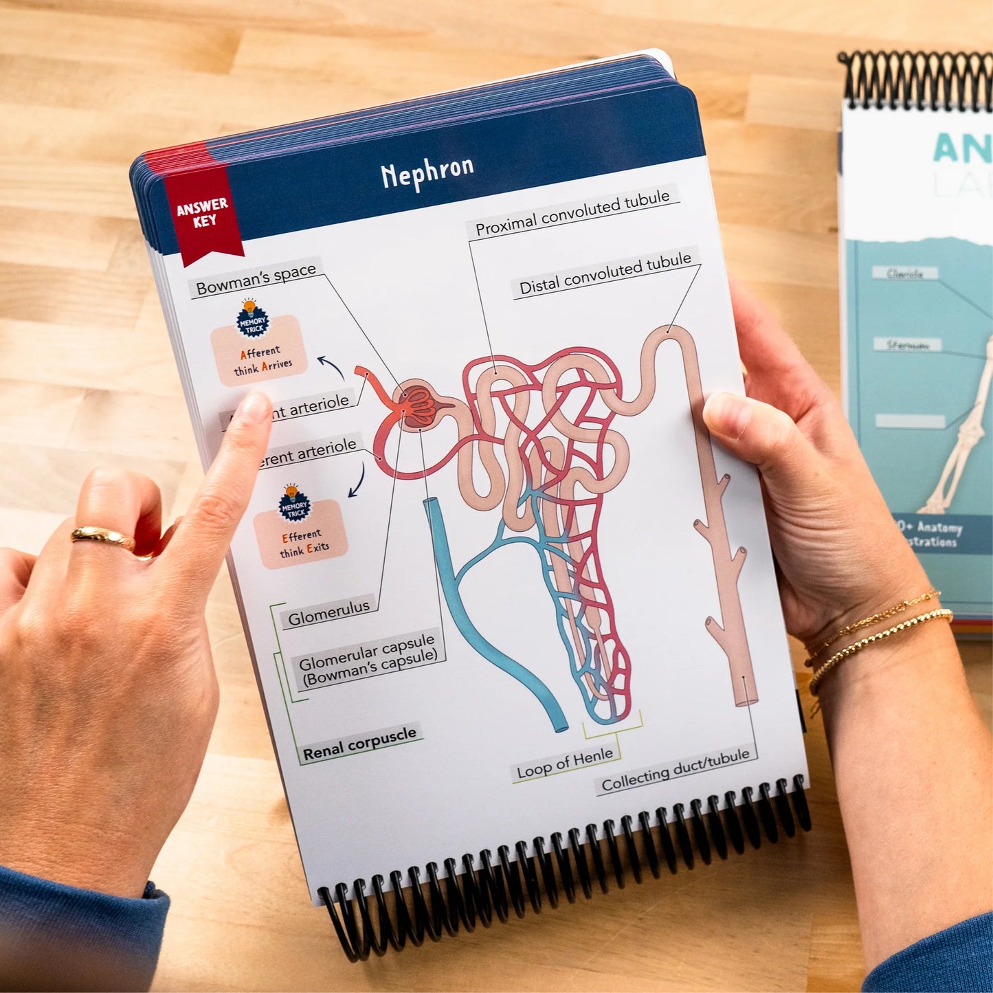 Anatomy Label Lab Workbook™