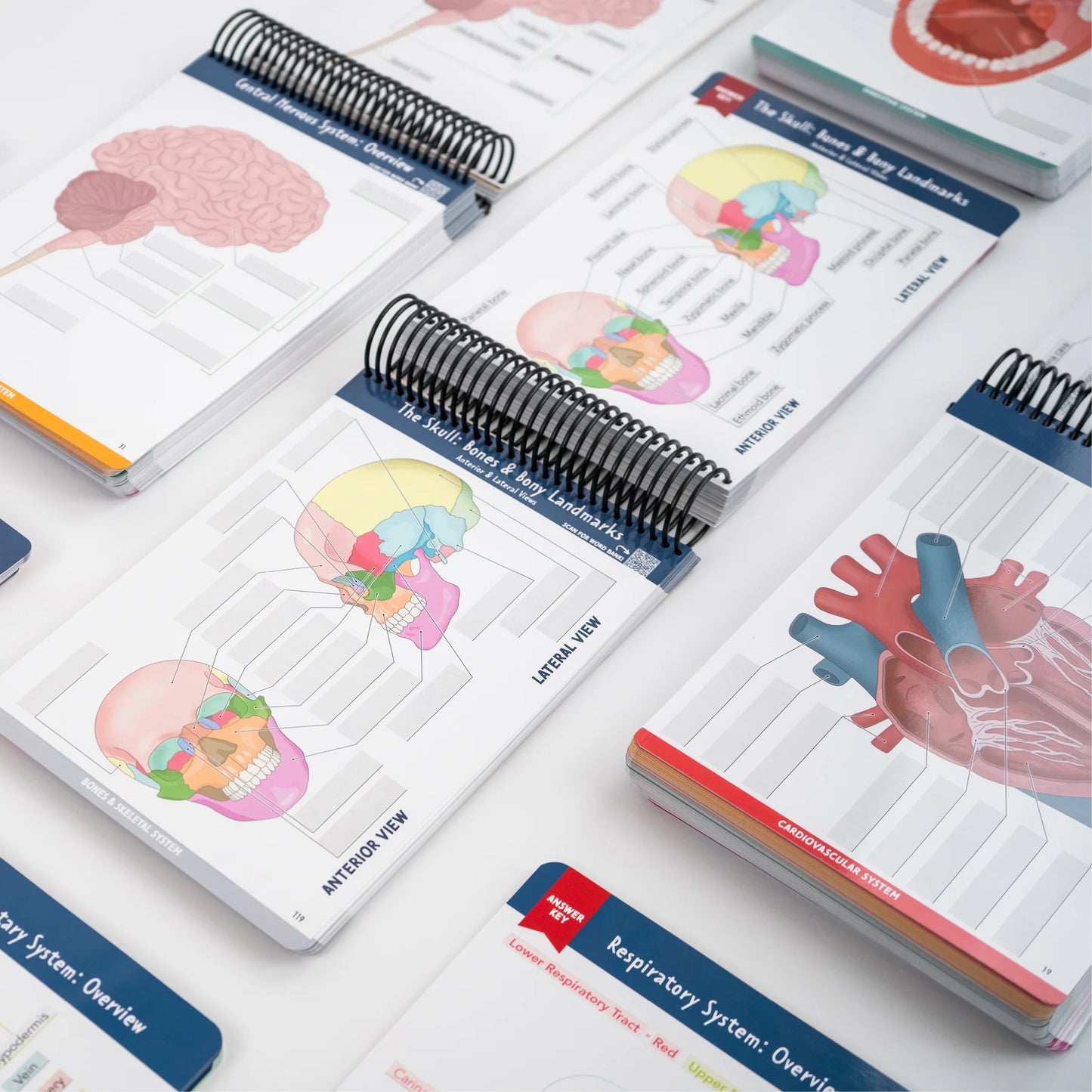 Anatomy Label Lab Workbook™