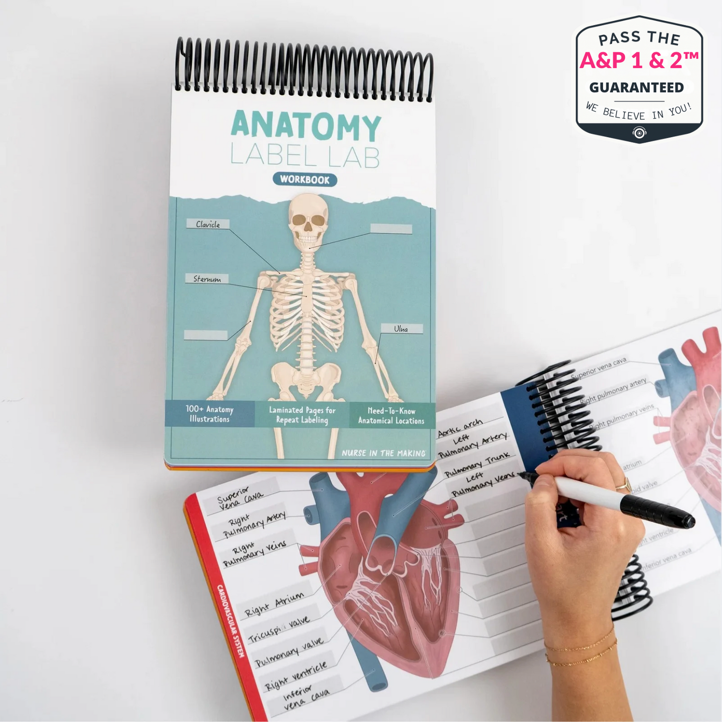 Anatomy Label Lab Workbook™