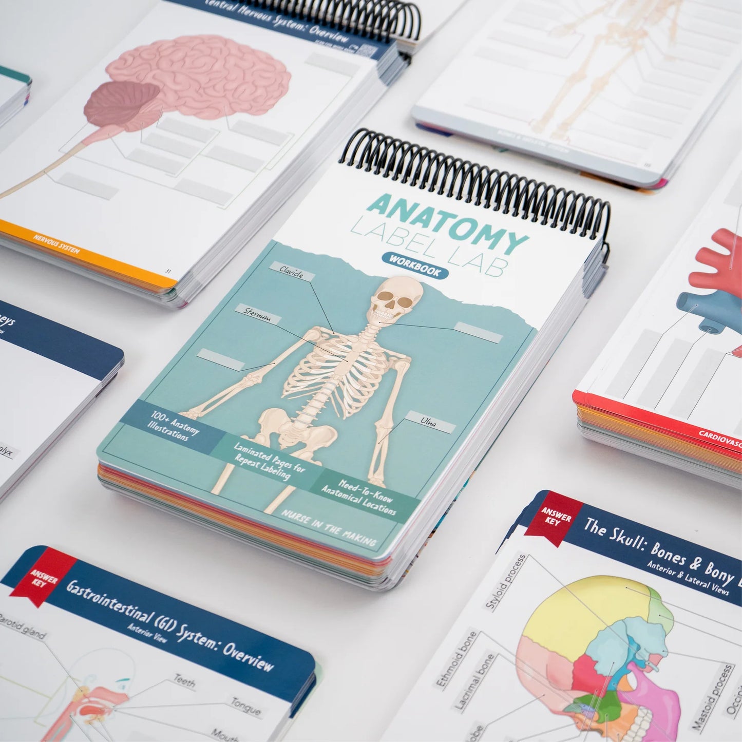 Anatomy Label Lab Workbook™